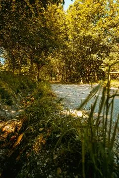 Path around the forest during a sunny autumnal day with the yellow leaves Stock Photos