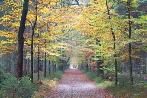 Path in autumn beech forest Stock Photos