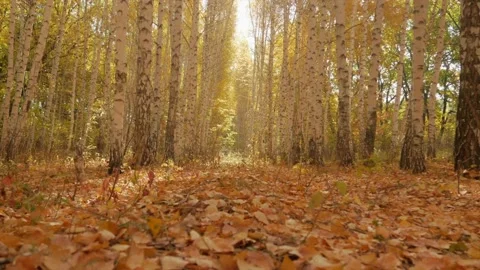 A path in an autumn birch grove littered with fallen leaves Stock Footage 147750883