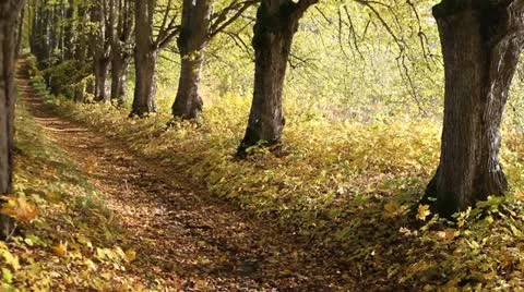 Path in autumn. Stock-Footage 12360143