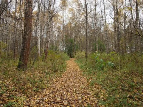 Path in the autumn forest is covered with fallen leaves. Stock Photos
