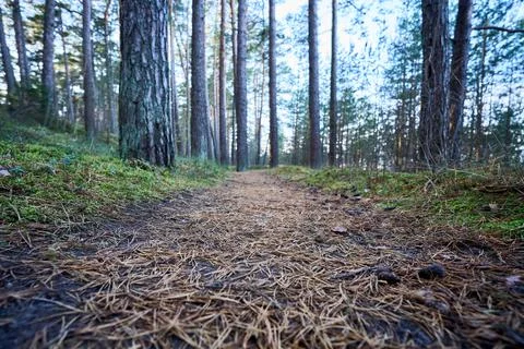 A path in the autumn forest covered by pine needles Foto stock