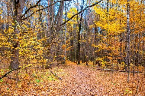 Path in the autumn forest. Ecological travel concept Stock Photos