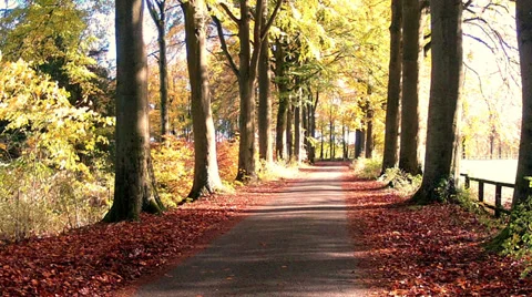 Path in the autumn forest. Stock Footage 35307025