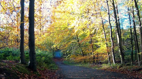 Path in the autumn forest. Stock Footage 35325611