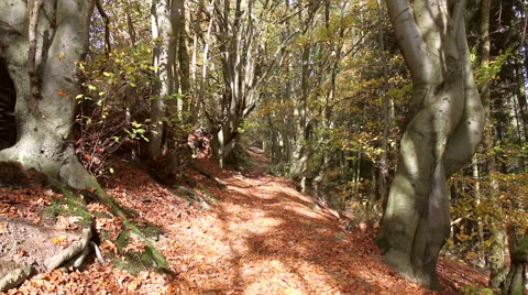 Path in the autumn forest. Stock-Footage 43288070