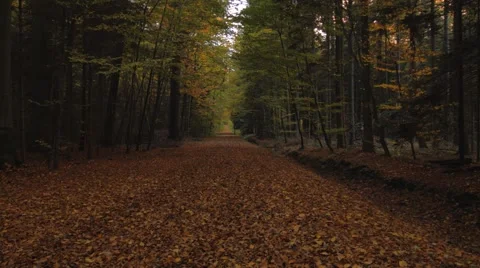 Path in the autumn forest Stock-Footage 45009652