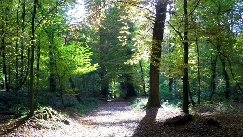 Path in the autumn forest Stock Footage 71036183