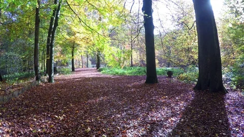 Path in the autumn forest Stock Footage 71036397