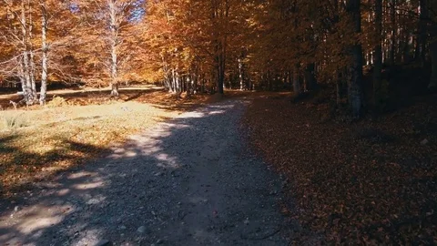 Path in autumn forest Stock Footage 81624560