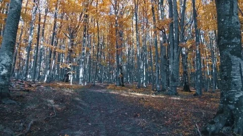 Path in autumn forest Stock Footage 81625020