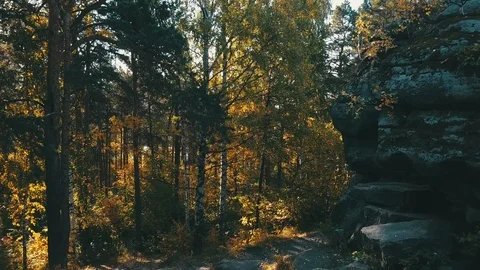 Path in autumn forest Stock Footage 97201800