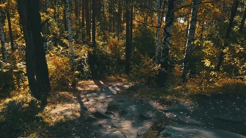 Path in autumn forest Video stock 97216372