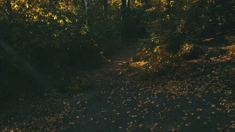 Path in autumn forest Stock Footage 97225861
