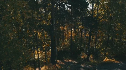 Path in autumn forest Vídeo Stock 97255253