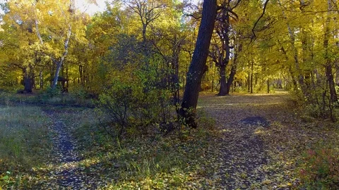 Path in autumn forest Stock Footage 97857317