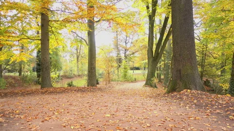 Path in the autumn forest Stock Footage 98000014