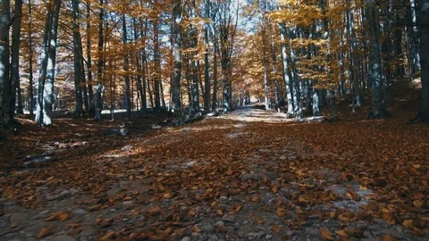 Path in autumn forest Stock Footage 98865617