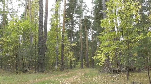 Path in the autumn forest Video stock 118804334