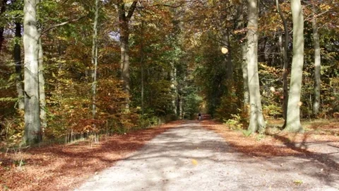 Path in autumn forest Stock Footage 153476637