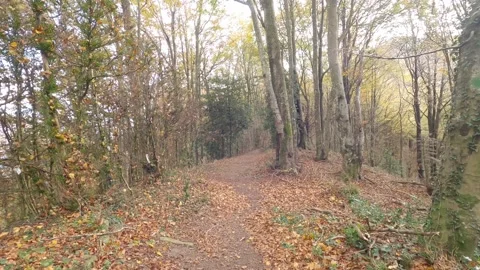 Path in autumn forest Video stock 153514337