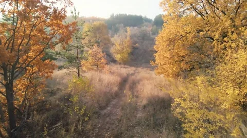 Path in the autumn forest Stock Footage 204125088