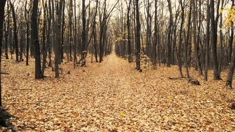 Path in the autumn forest. Stock Footage 204942971