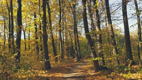 Path in the autumn forest Stock Footage 220422455