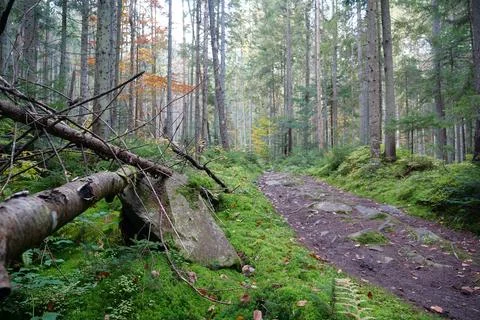 Path in autumn forest, leaf fall. Red foliage lies on a trail in forest Stock Photos