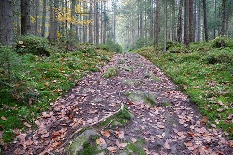 Path in autumn forest, leaf fall. Red foliage lies on a trail in forest Photos