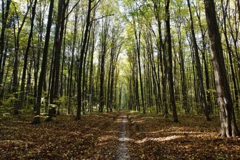 A path is in the autumn forest Stock Photos