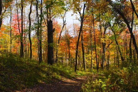 Path into the autumn forest. Stock Photos