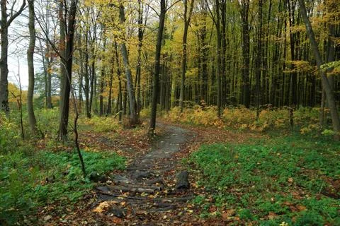 Path is in the autumn forest. Stock Photos
