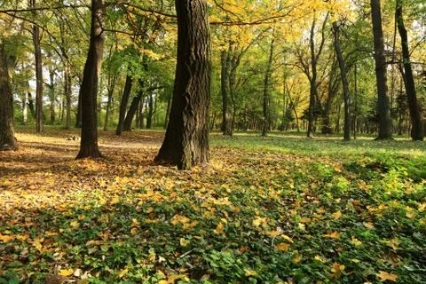 Path is in the autumn forest. Stock Photos