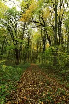 Path is in the autumn forest. Stock Photos
