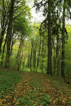 Path is in the autumn forest. Stock Photos