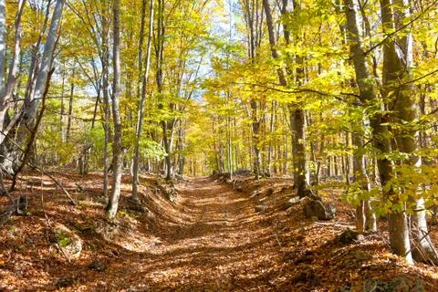 Path in autumn forest Stock Photos