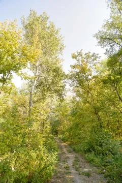 Path in the Autumn Forest Фото