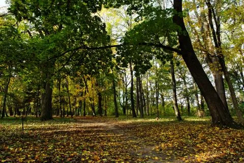 Path is in the autumn forest. Stock Photos