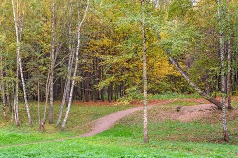 Path in autumn forest Stock Photos