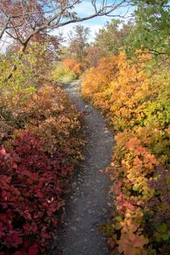 Path in the autumn forest Stock-Fotos