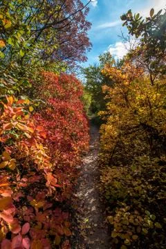 Path in the autumn forest 写真素材