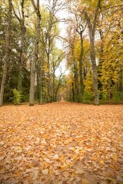 Path in the autumn forest Foto stock