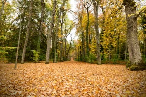 Path in the autumn forest Stock Photos