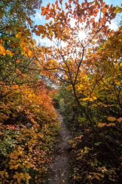 Path in the autumn forest 写真素材