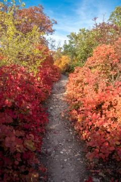 Path in the autumn forest Stock Photos