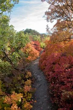 Path in the autumn forest 写真素材