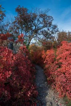 Path in the autumn forest 写真素材