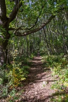 Path in the autumn forest Фото