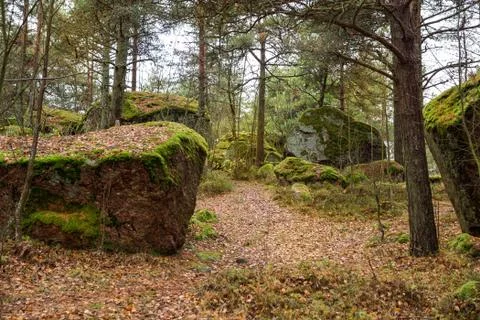 Path in the autumn forest Foto stock